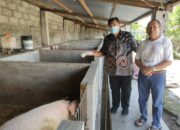 Cegah Virus ASF, Tim Bidang Peternakan Dinas Pertanian Ende Lakukan Biosecurity Pada Beberapa Kandang Ternak Babi Di Ende