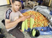 Dukung Program Ketahanan Pangan Nasional, Polsek Wolowaru Panen Sayuran di Lahan P2B