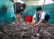 Wujud Kepedulian Pemerintah Kota Kupang, Kelompok Budi Daya Ikan Lele di Bakunase Lakukan Panen Perdana