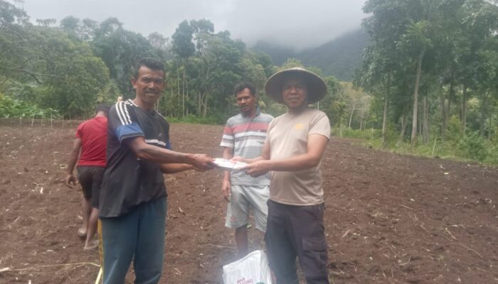 ​Dukung program “Gerakan NTT Lumbung Jagung Nasional”, Polsek Wolowaru dan Warga Wiwipemo Tanam Jagung Serentak di Lahan 1,2 Hektar